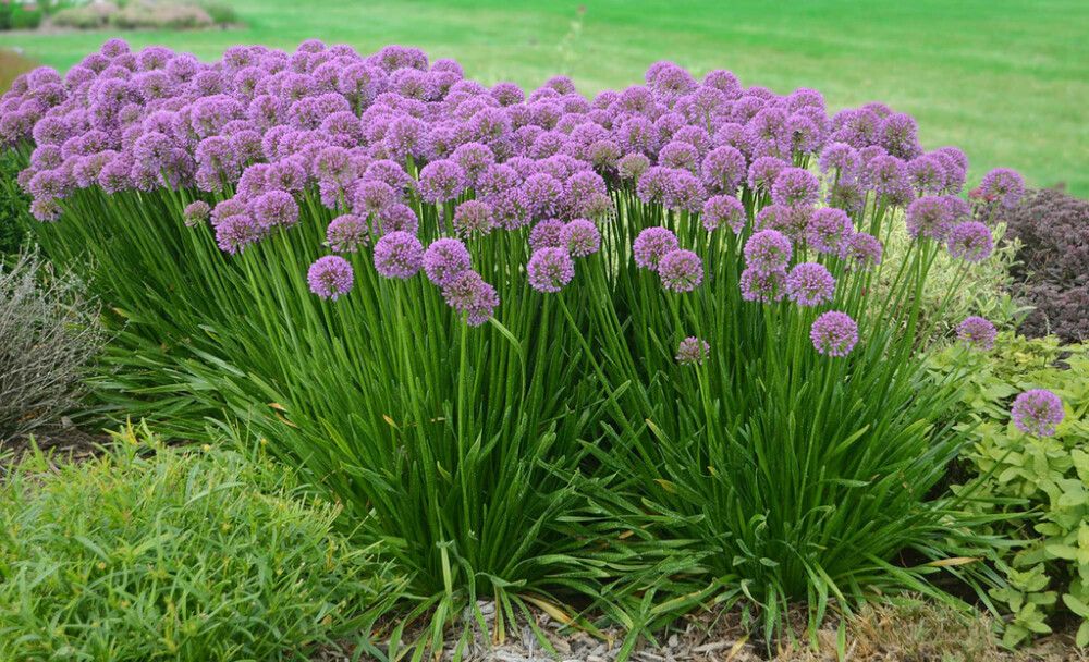 Laukka Mihkel Saar Puukool Millenium