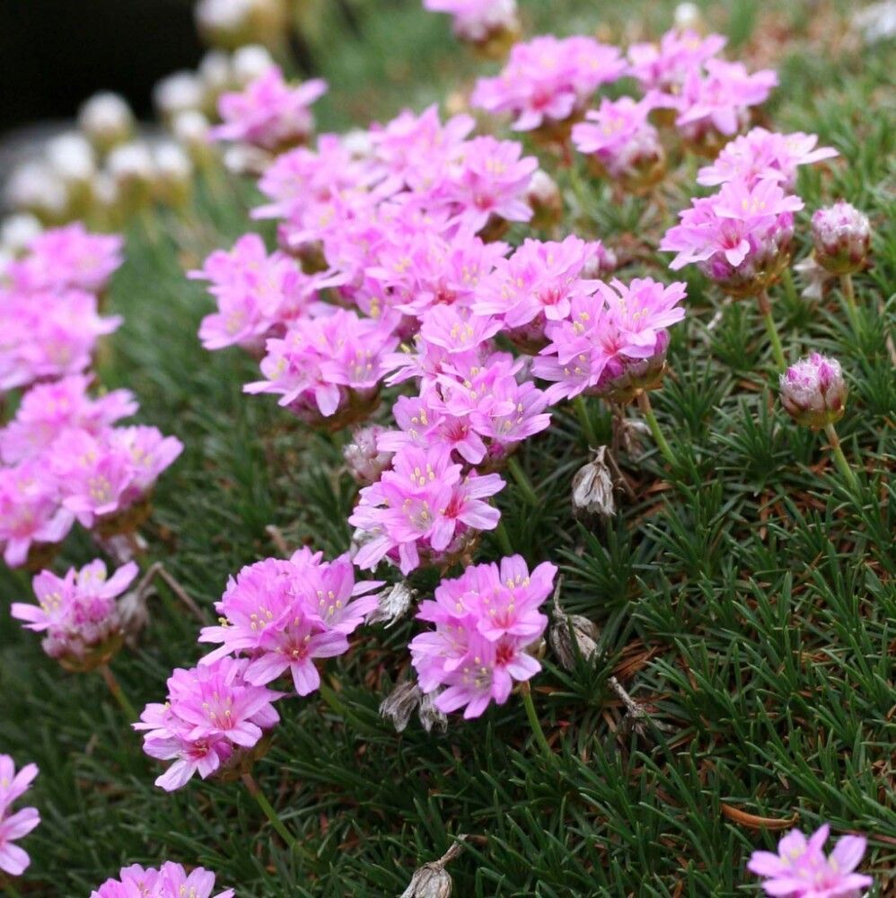 Mätäslaukkaneilikka Armeria juniperifolia New Zealand Form