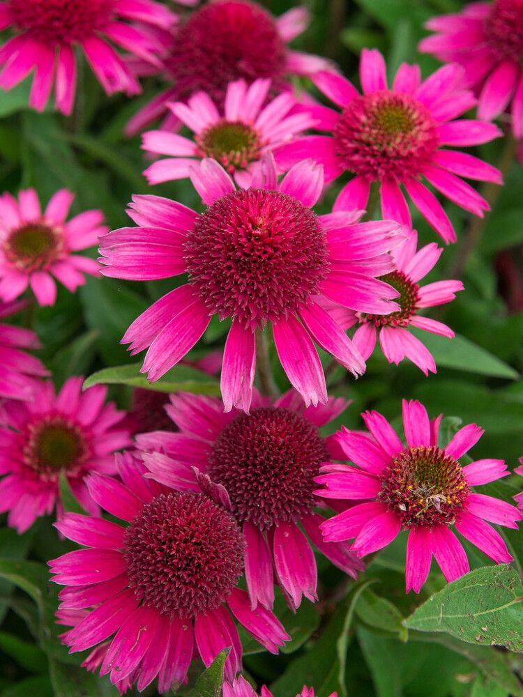 Tarhapunahattu Delicious Candy