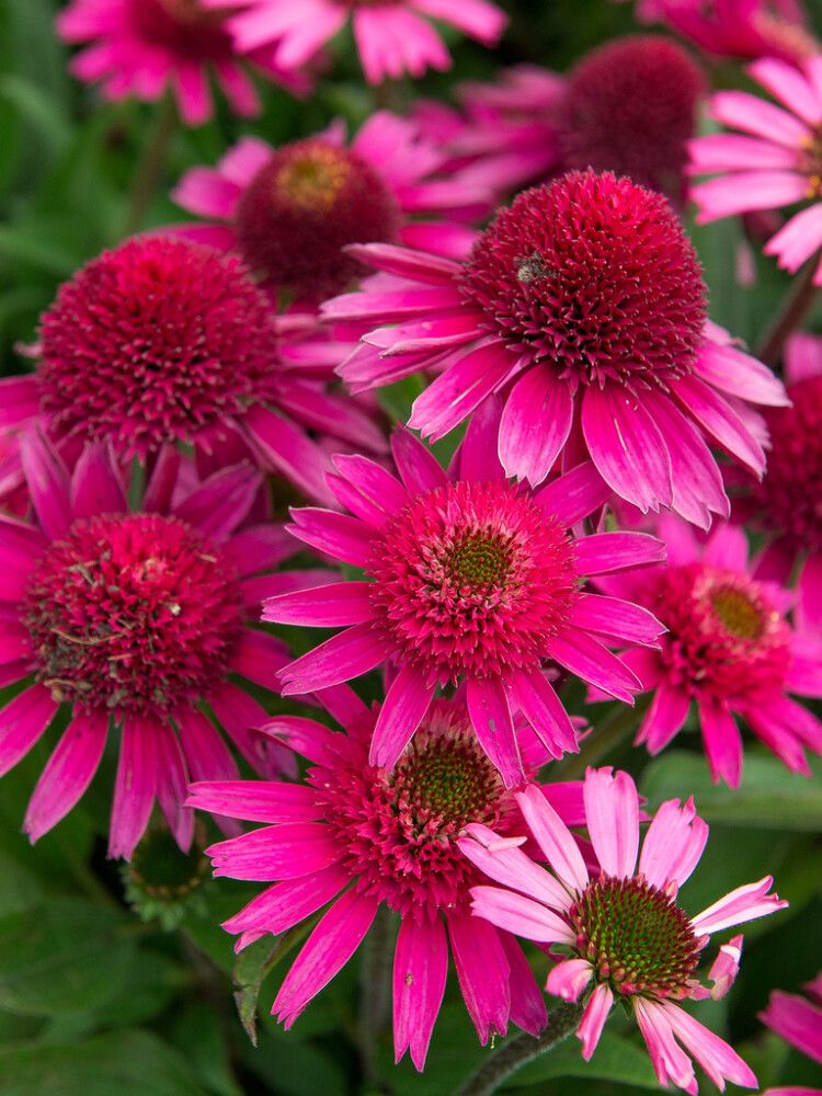 Tarhapunahattu Delicious Candy