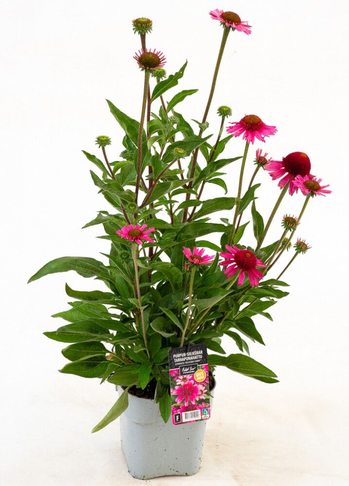 Tarhapunahattu Delicious Candy