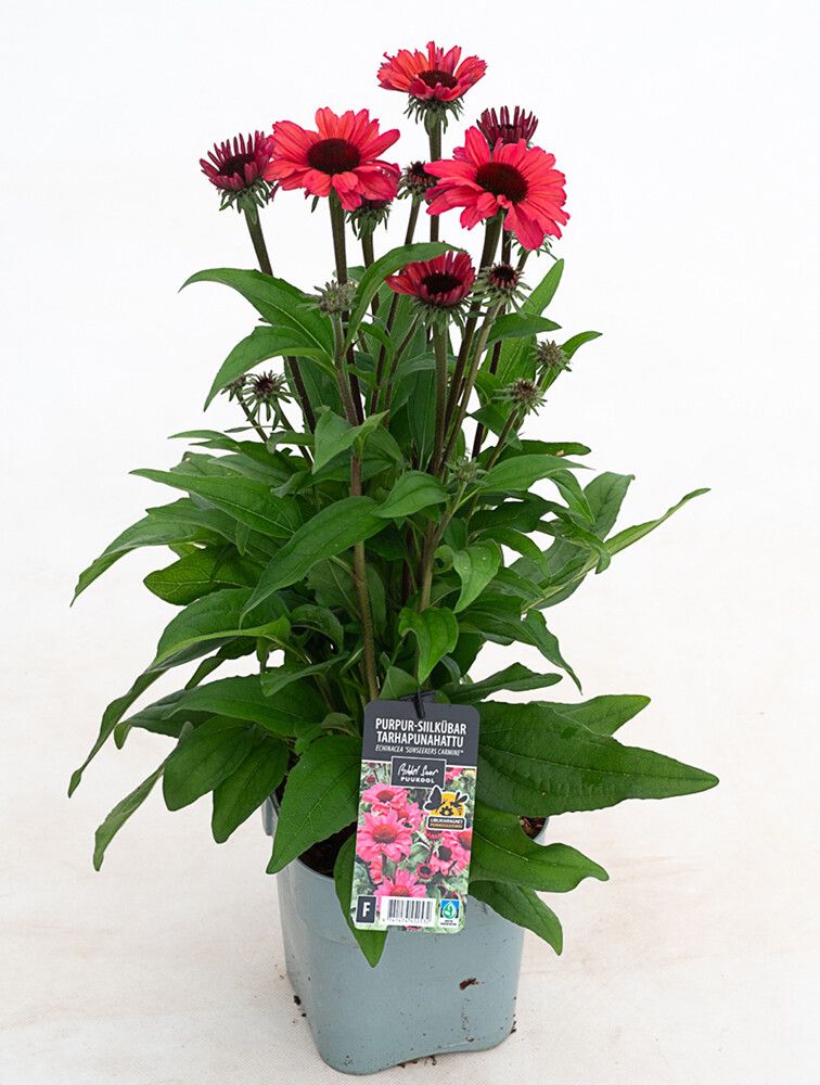 Tarhapunahattu Echinacea SunSeekers Carmine