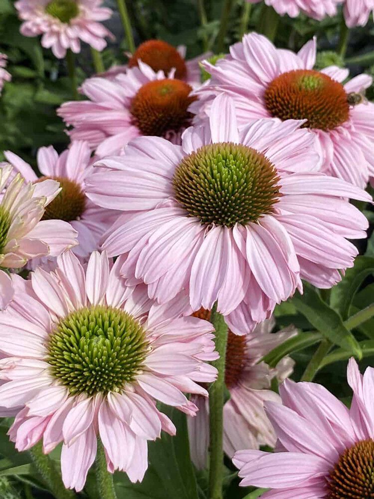 Tarhapunahattu Echinacea SunSeekers Blush