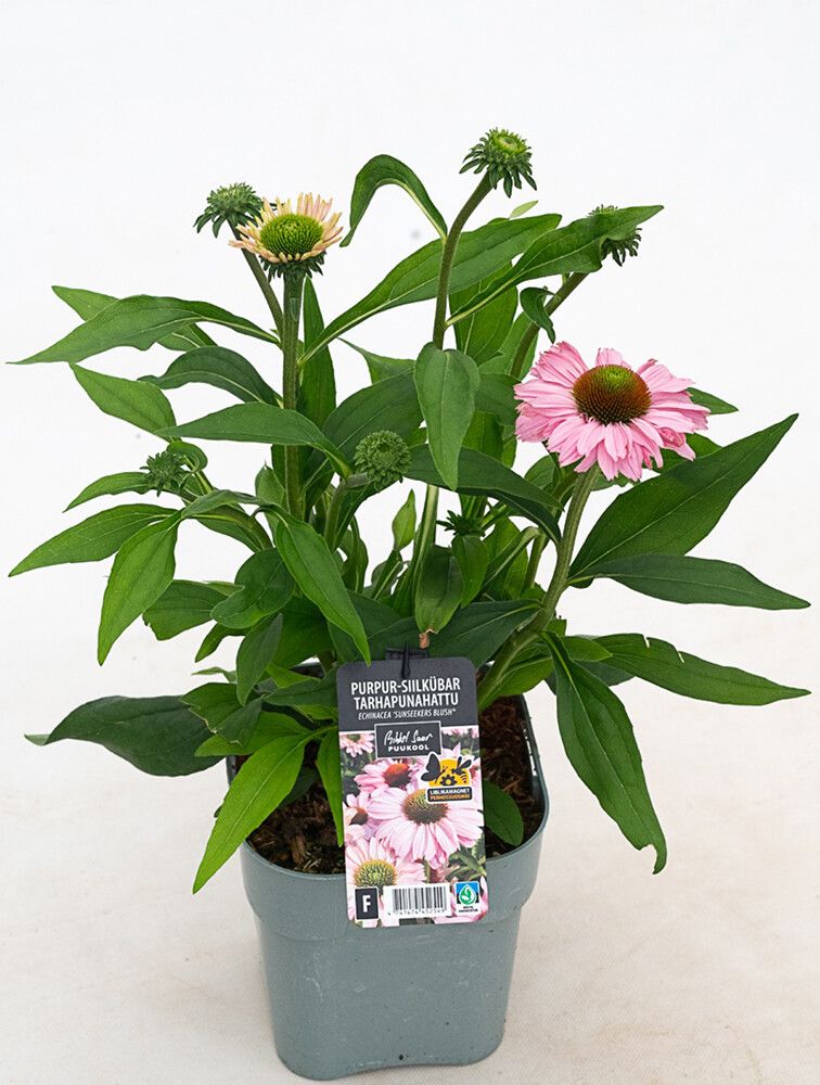 Tarhapunahattu Echinacea SunSeekers Blush