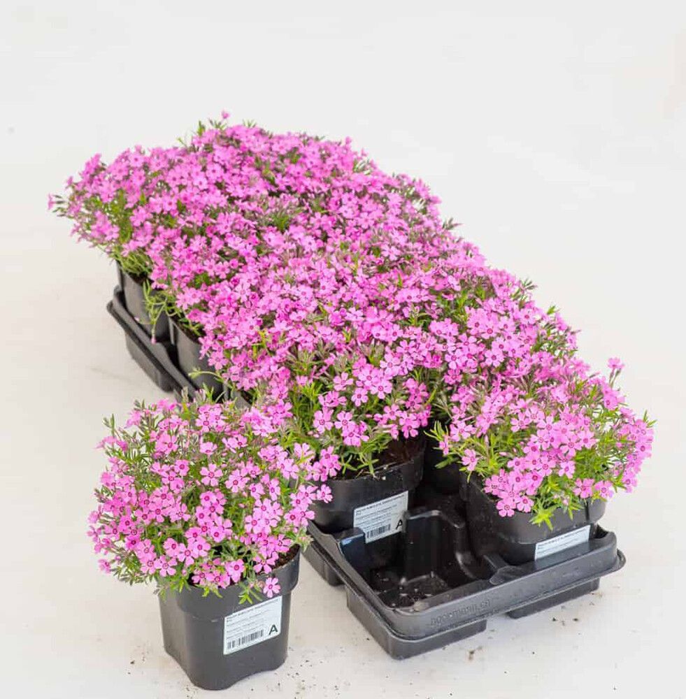 Sammalleimu Phlox subulata Zwergteppich