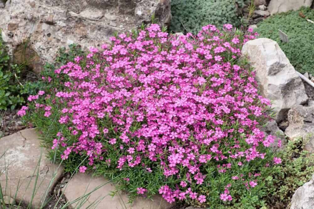 Sammalleimu Phlox subulata Zwergteppich