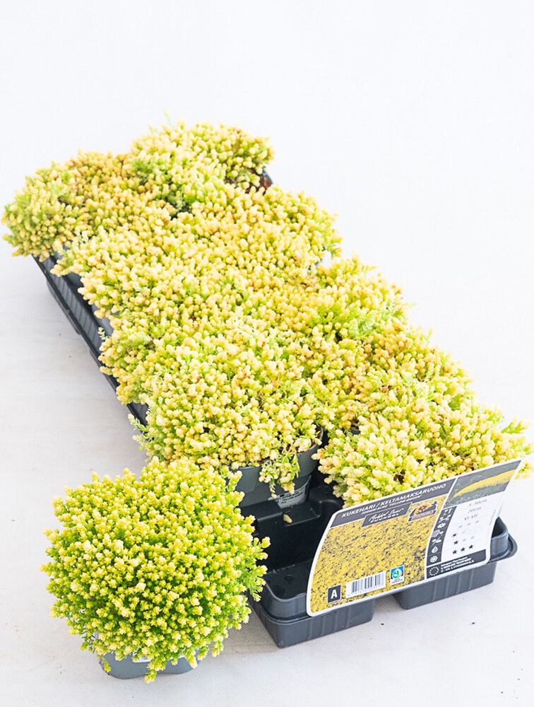 Keltamaksaruoho Mihkel Saar Yellow Queen P12 / P15