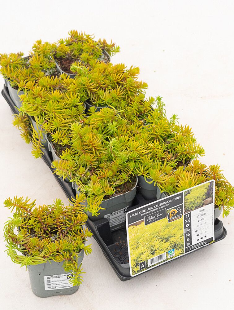 Kalliomaksaruoho Mihkel Saar Angelina P12/P15