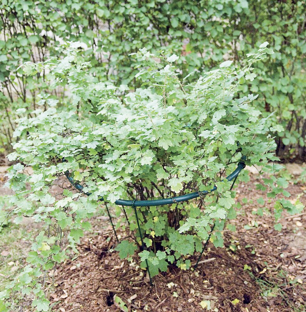 Pensastuki pyöreä 90 x 90 cm