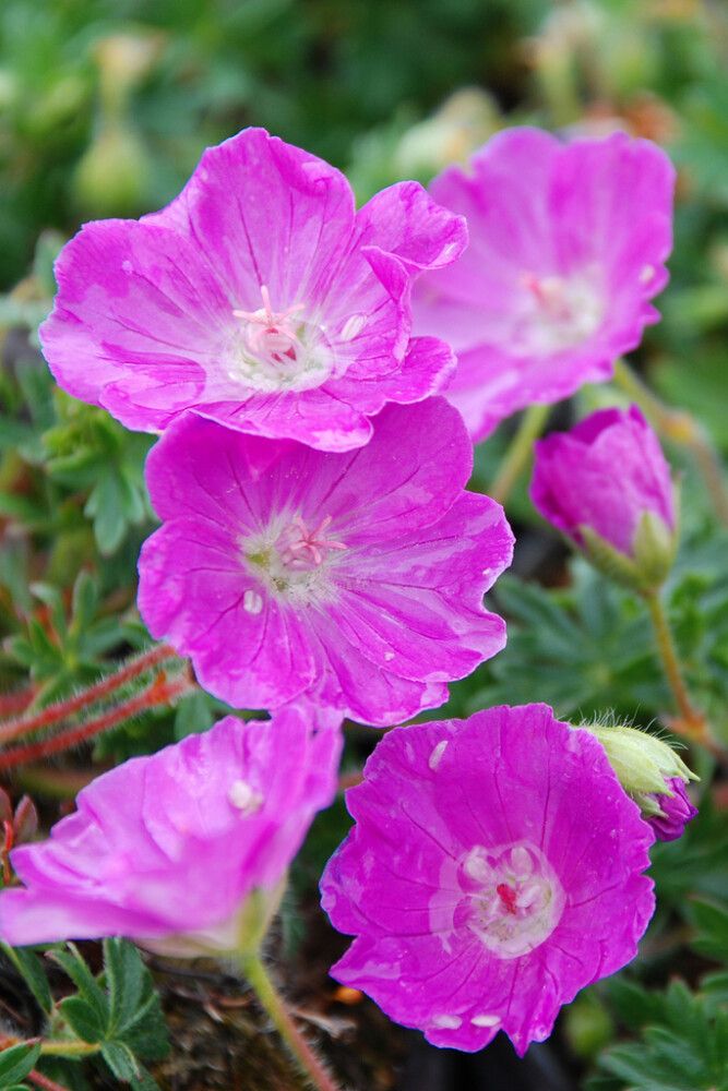 Verikurjenpolvi Geranium Sanguineum Max Frei