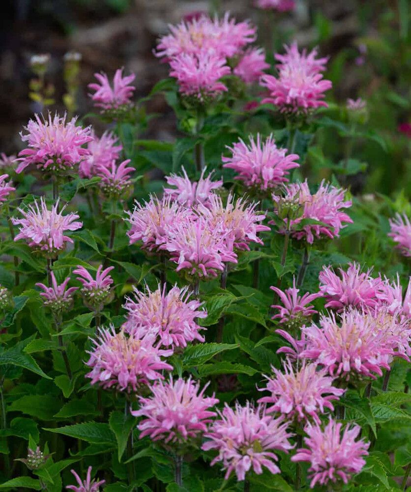 Väriminttu Monarda Pink Frosting C2