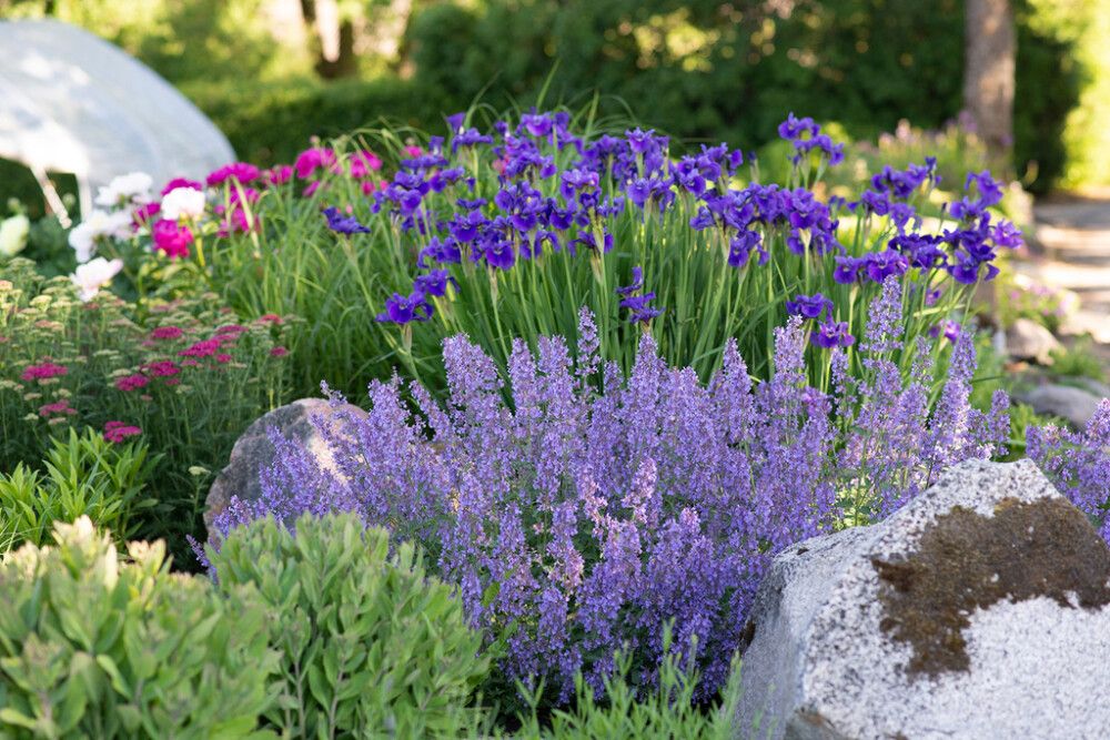 Mirrinminttu Mihkel Saar Puukool Junior Walker