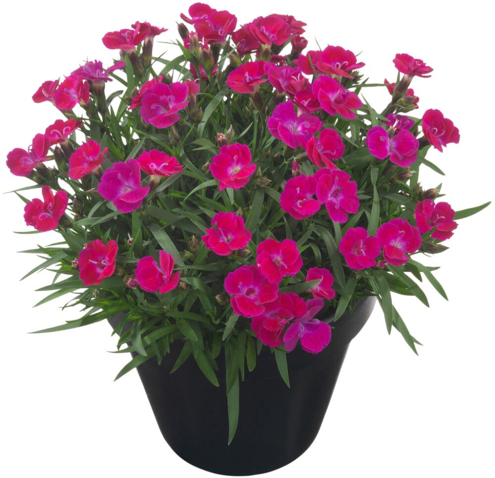 Neilikka Dianthus Tiiu