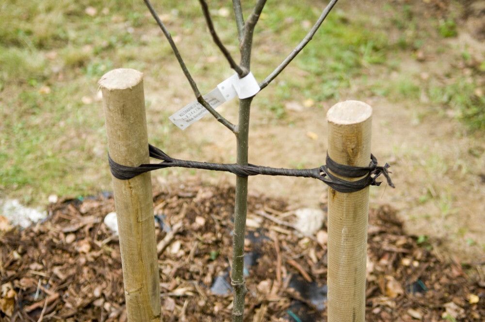 Tervanauha 1,5 cm x 10 m