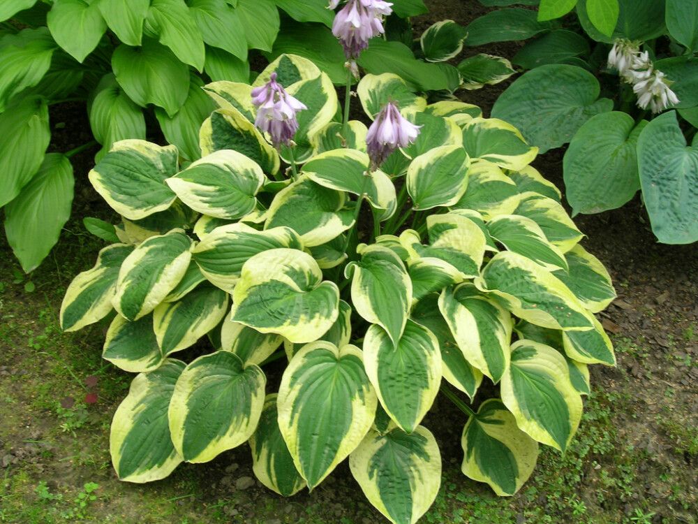 Kuunlilja Mihkel Saar Puukool Wide Brim C2