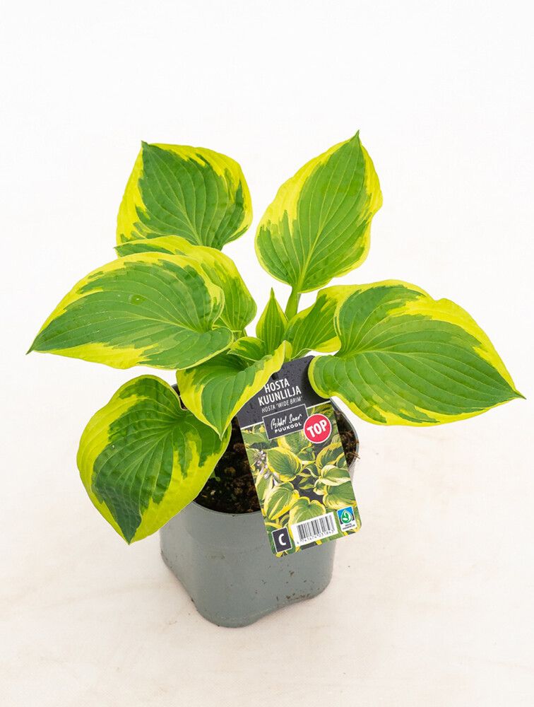 Kuunlilja Mihkel Saar Puukool Wide Brim C2