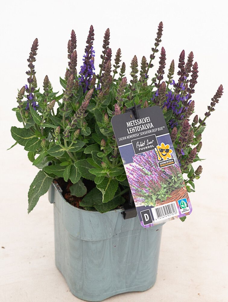 Lehtosalvia Salvia nemorosa Sensation Deep Blue