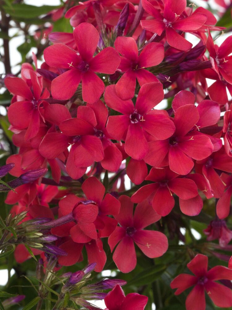 Syysleimu Phlox Paniculata Early Red