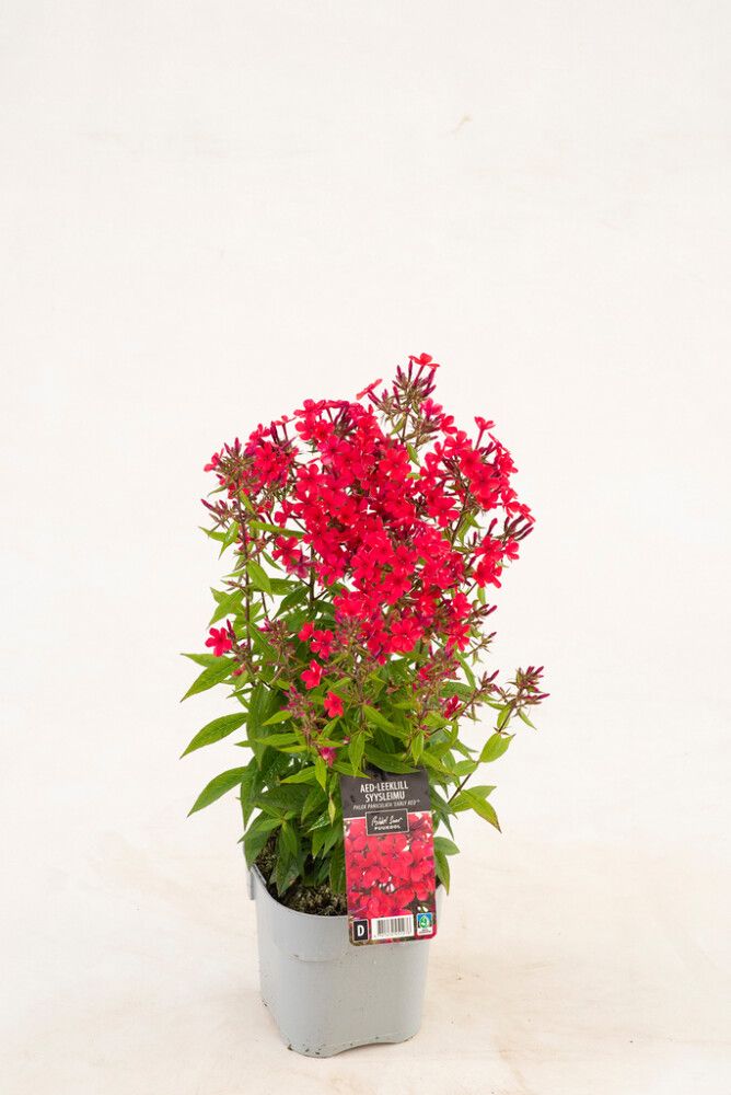 Syysleimu Phlox Paniculata Early Red