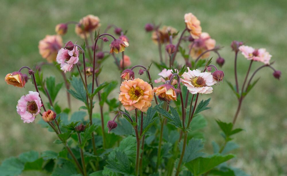 Kellukka Mihkel Saar Mai Tai C2/P15