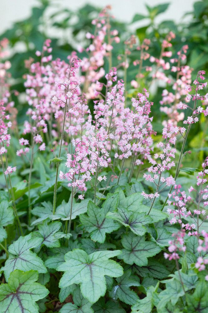 Rusohaltiankukka Heucherella Pink Fizz C2