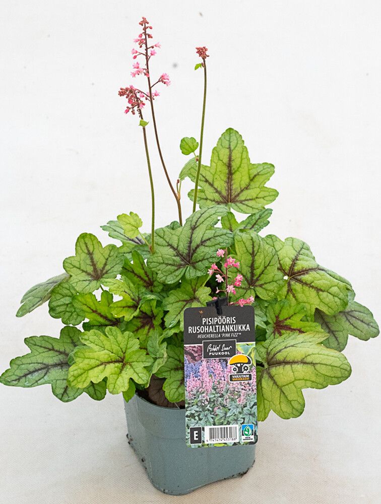 Rusohaltiankukka Heucherella Pink Fizz C2
