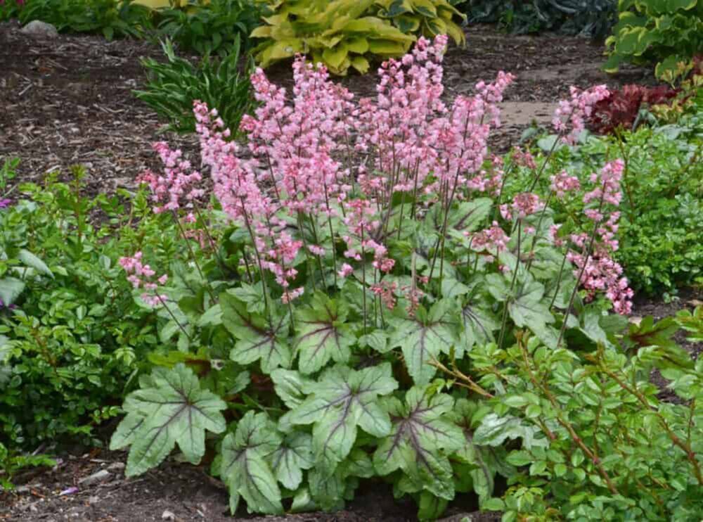 Rusohaltiankukka Heucherella Pink Fizz C2