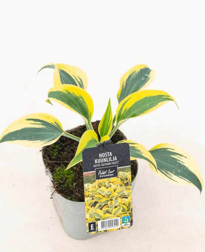 Kuunlilja Hosta Autumn Frost C2