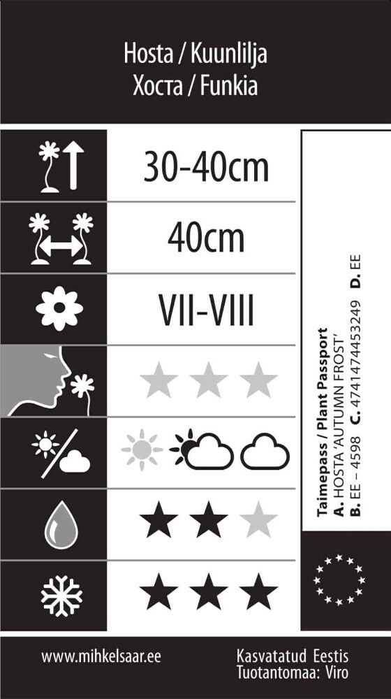 Kuunlilja Hosta Autumn Frost C2