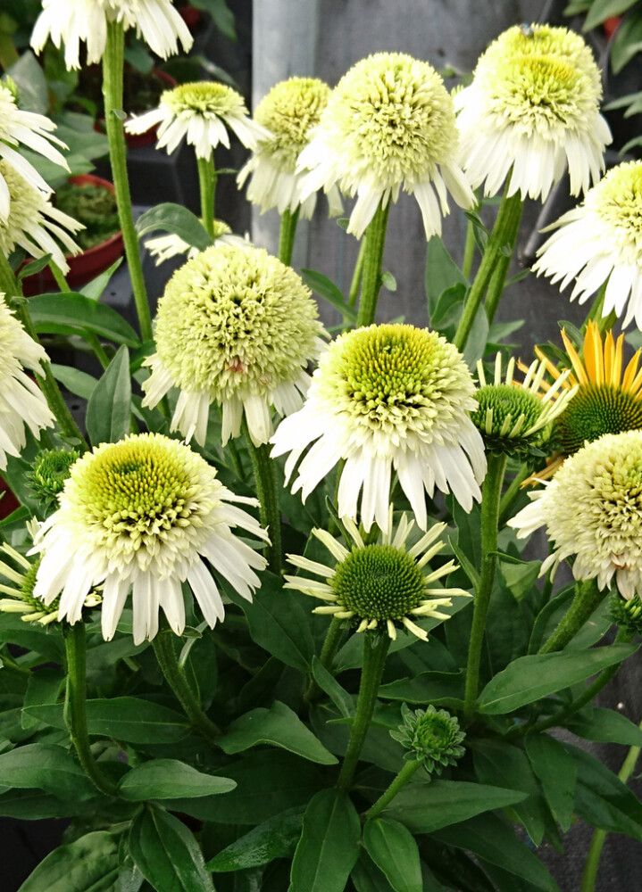 Tarhapunahattu Echinacea Delicious Nougat