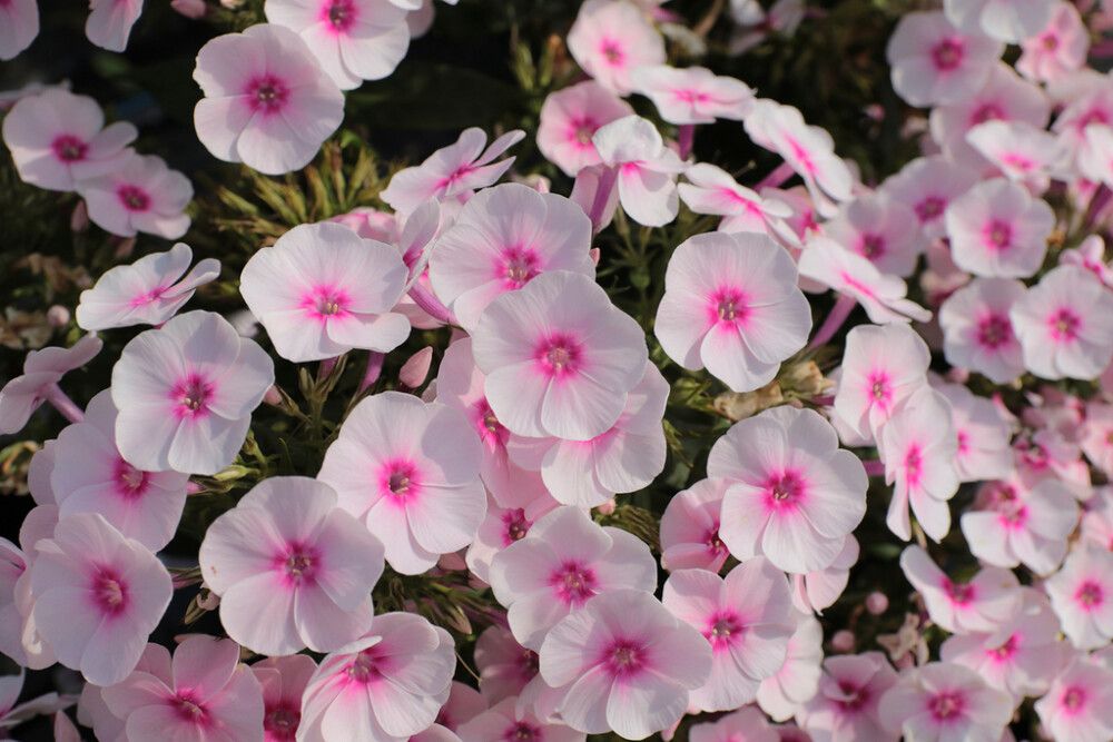 Syysleimu Flame Pro Soft Pink