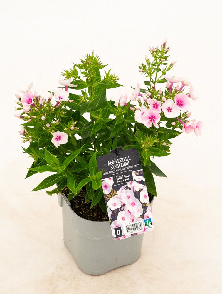 Syysleimu Flame Pro Soft Pink