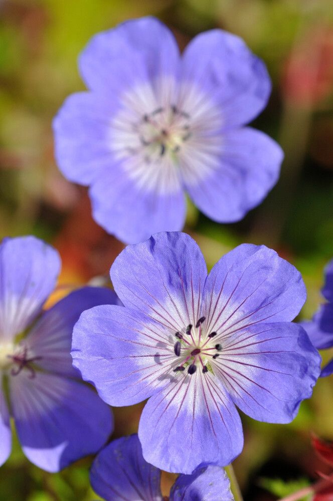 Jalokurjenpolvi Mihkel Saar Rozanne® C2 / P17