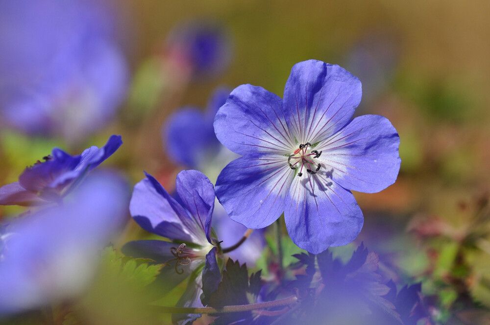 Jalokurjenpolvi Mihkel Saar Rozanne® C2 / P17