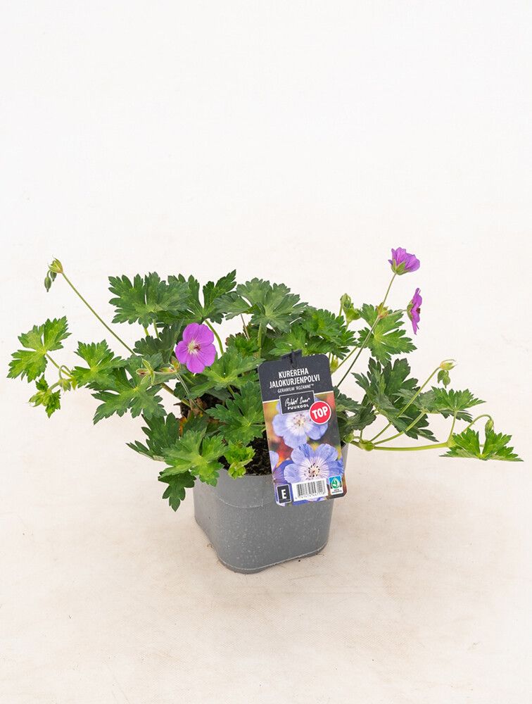 Jalokurjenpolvi Mihkel Saar Rozanne® C2 / P17