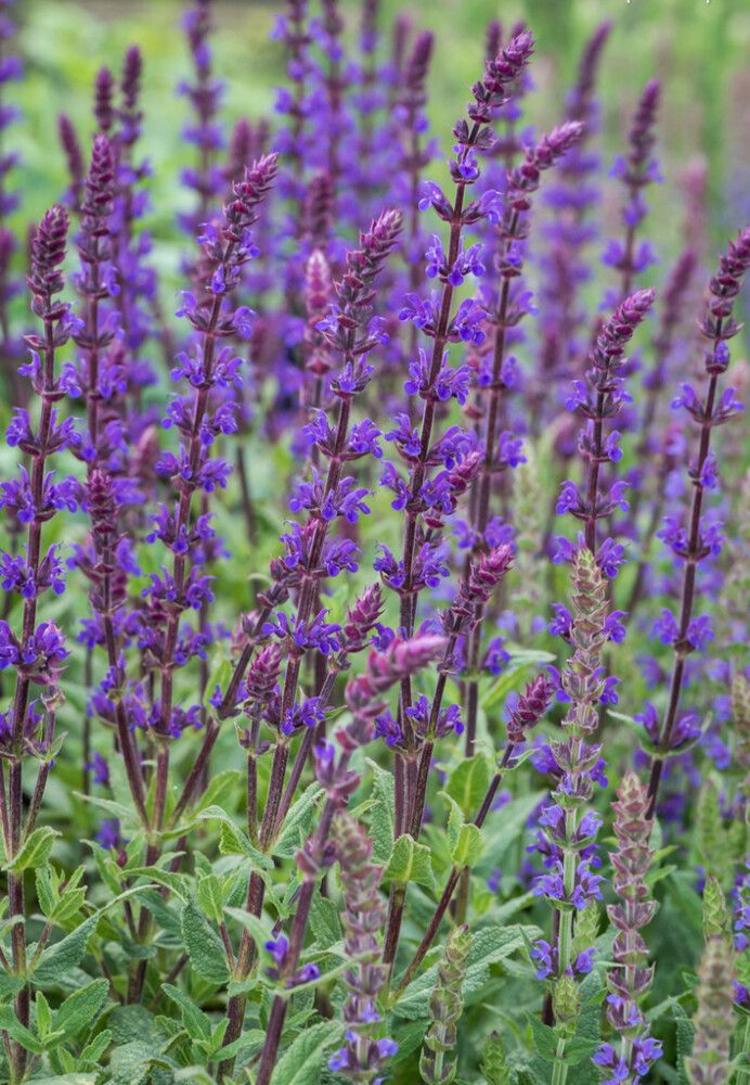 Lehtosalvia Puukool Caradonna