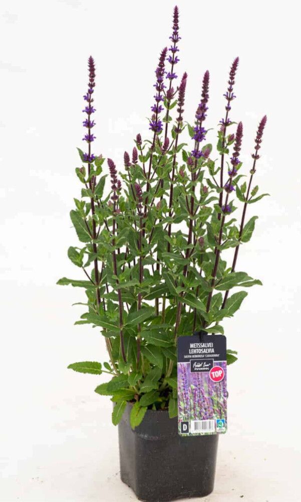 Lehtosalvia Puukool Caradonna