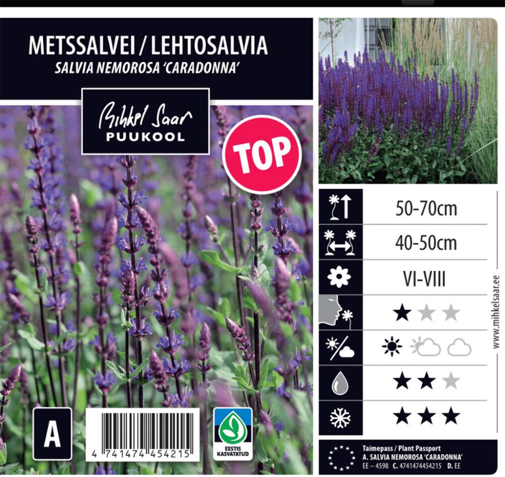 Lehtosalvia Puukool Caradonna