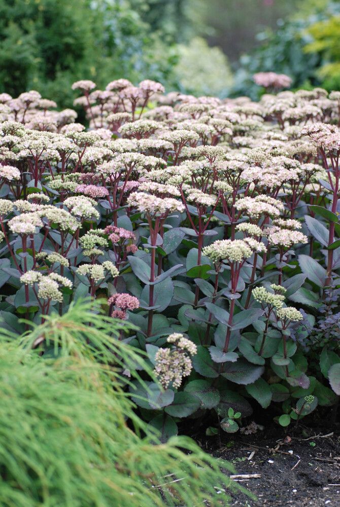 Mongolianmaksaruoho Mihkel Saar Puukool Matrona C2