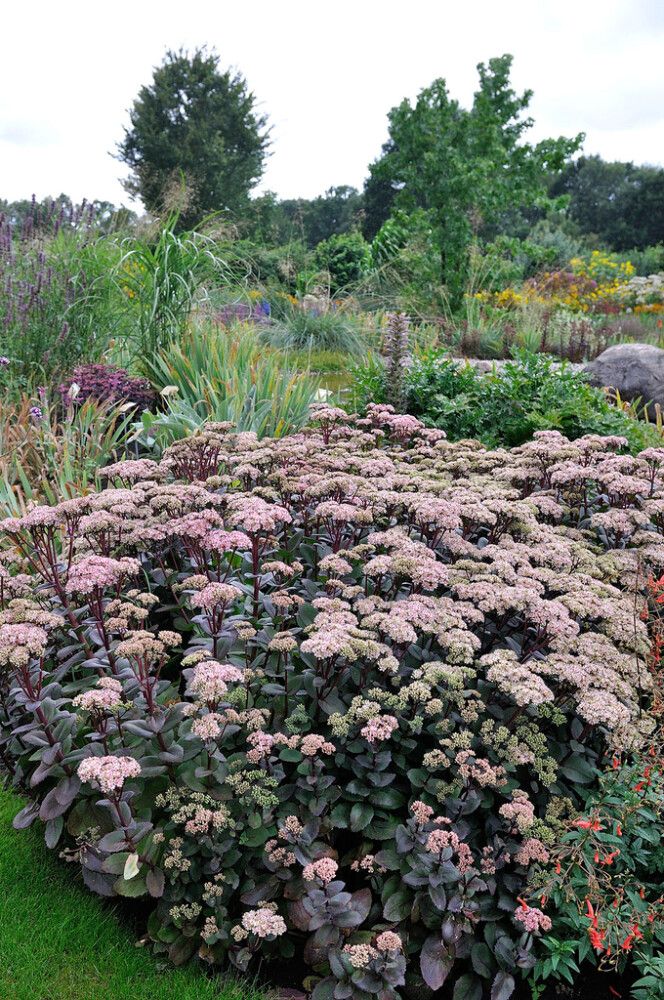 Mongolianmaksaruoho Mihkel Saar Puukool Matrona C2