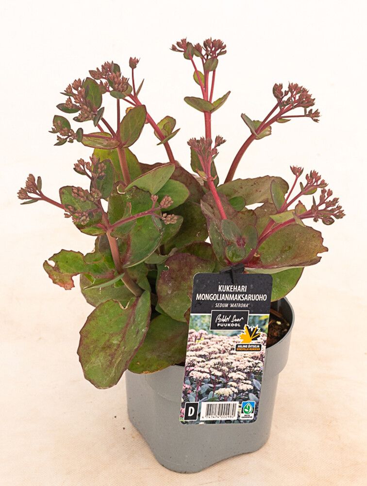Mongolianmaksaruoho Mihkel Saar Puukool Matrona C2
