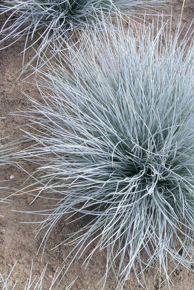 Sininata Mihkel Saar Puukool Elijah Blue