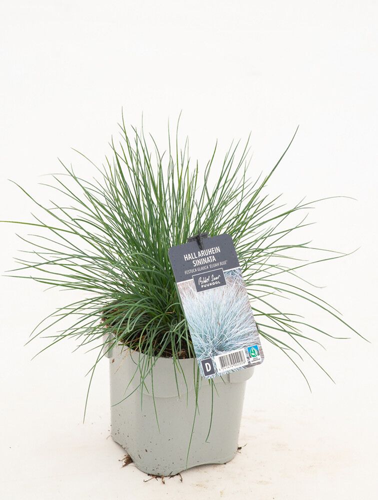 Sininata Mihkel Saar Puukool Elijah Blue