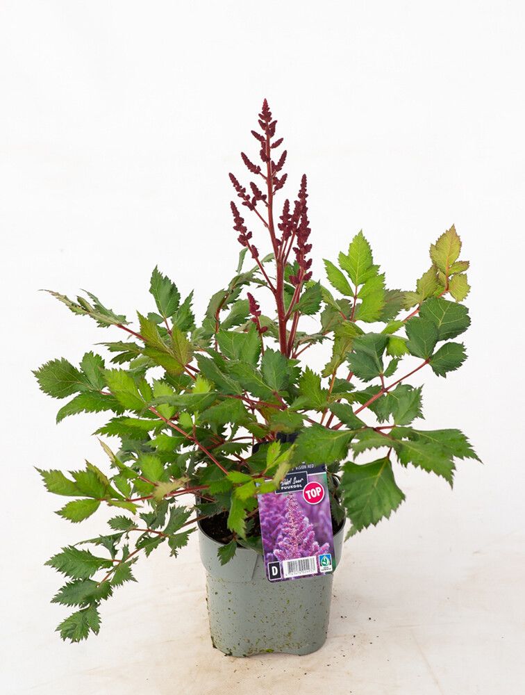 Kiinanjaloangervo MihkelSaar Vision Red P17