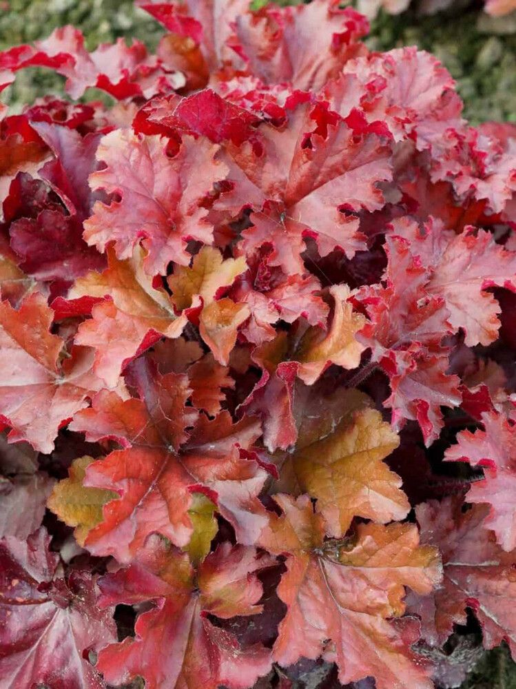 Keijunkukka Heuchera Boysenberry C2