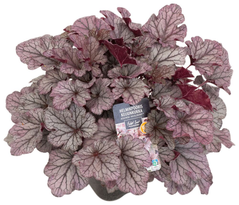 Keijunkukka Huckleberry