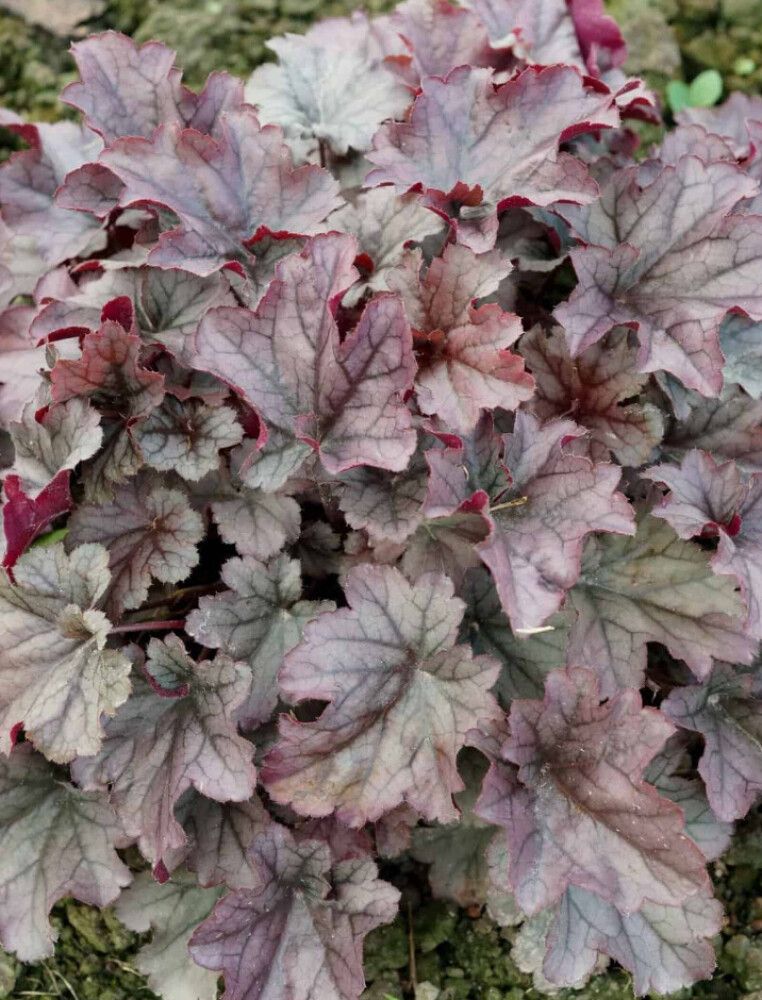 Keijunkukka Huckleberry