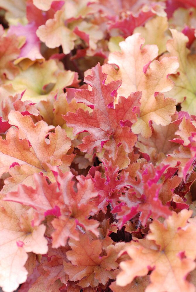 Keijunkukka Mihkel Saar Marmelade® C2 / P17