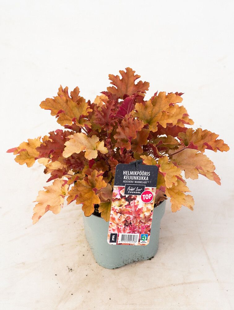 Keijunkukka Mihkel Saar Marmelade® C2 / P17