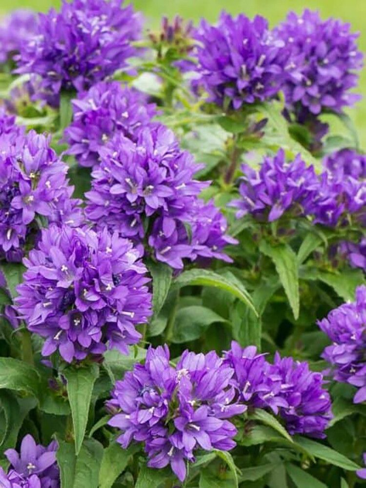Peurankello Campanula glomerata Bellefleur Blue
